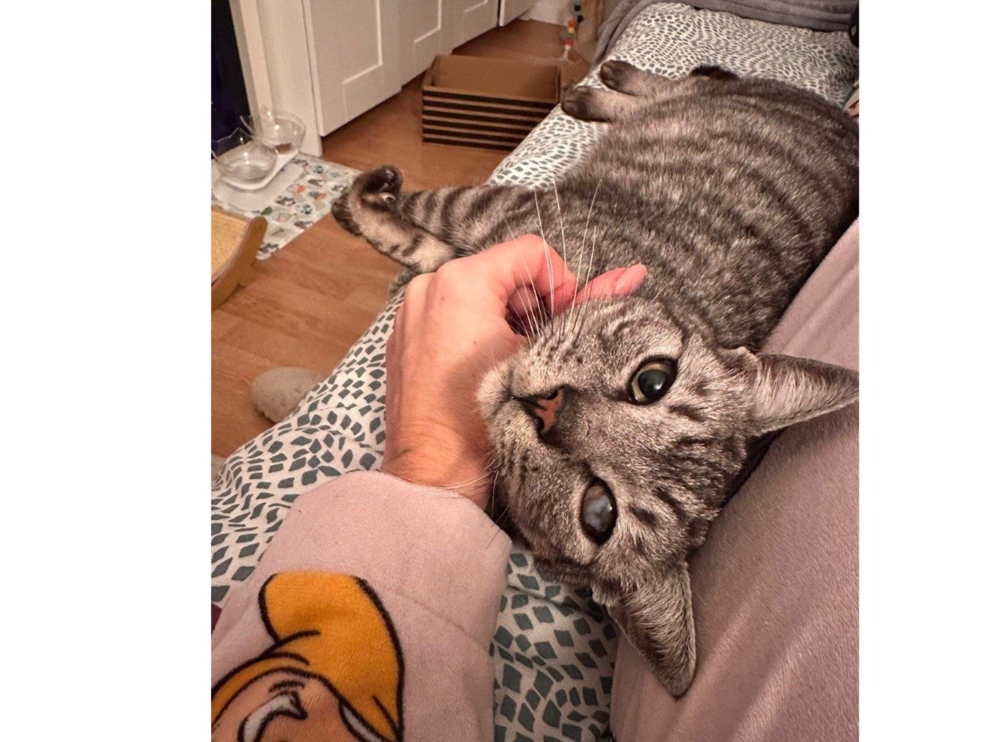 Adotta un gatto, maschio, 6 anni e 3 mesi, Teramo