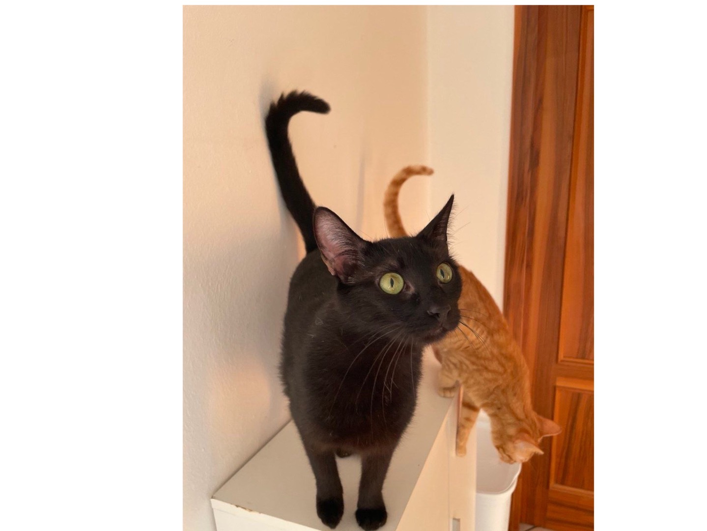 Adotta un gatto, taglia non valida, maschio, Teramo