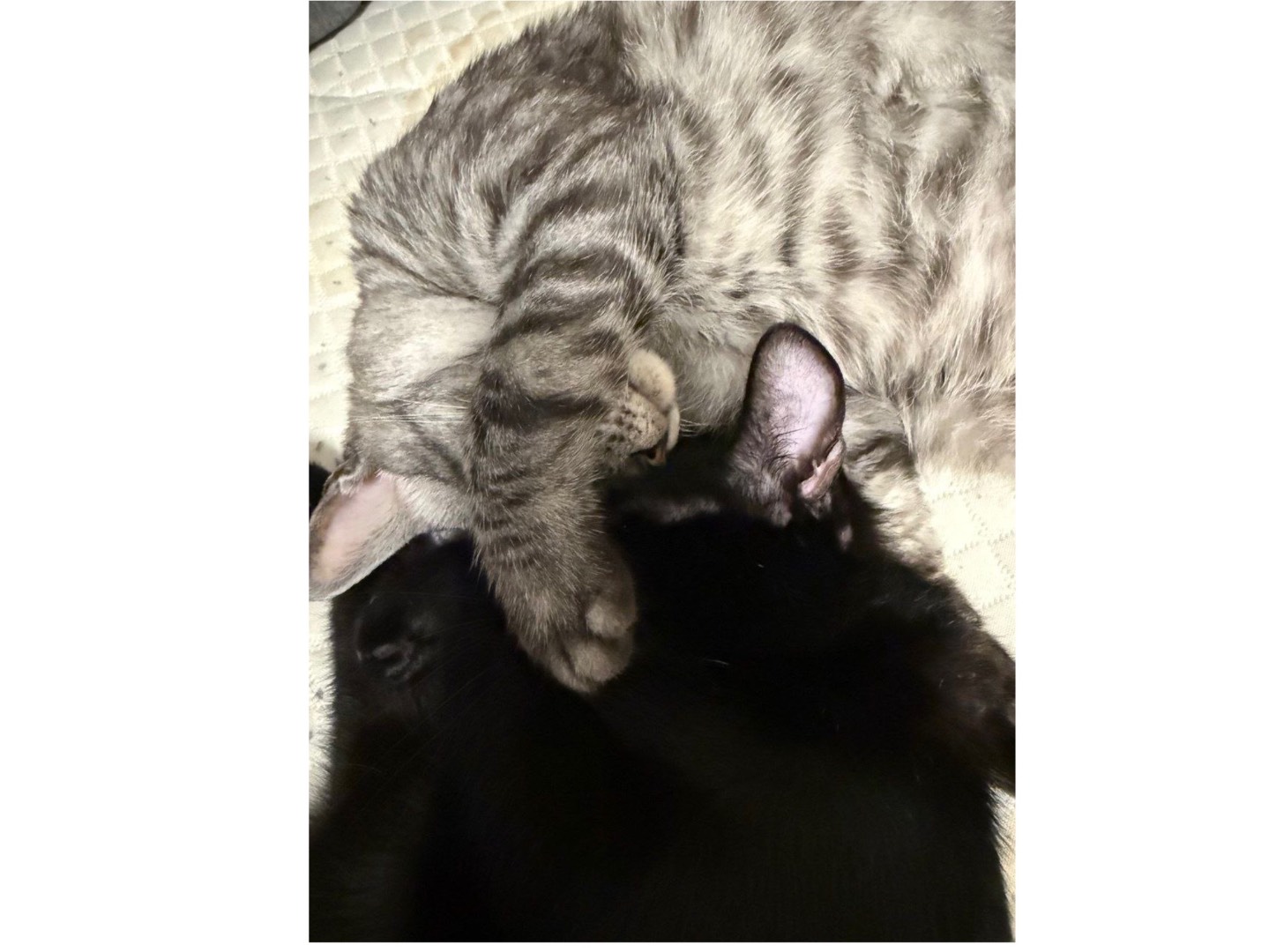 Vuoi adottare un gatto a Teramo?