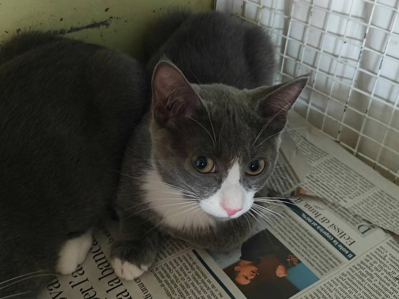 Adozione gatto, femmina, Razza sconosciuta Razza sconosciuta, 3 mesi, taglia non valida, Milano