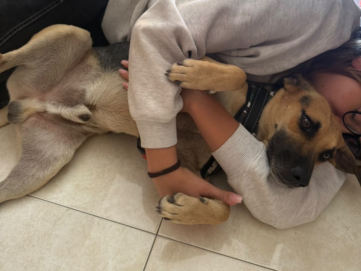 Adotta un cane, maschio, 2 anni, Napoli