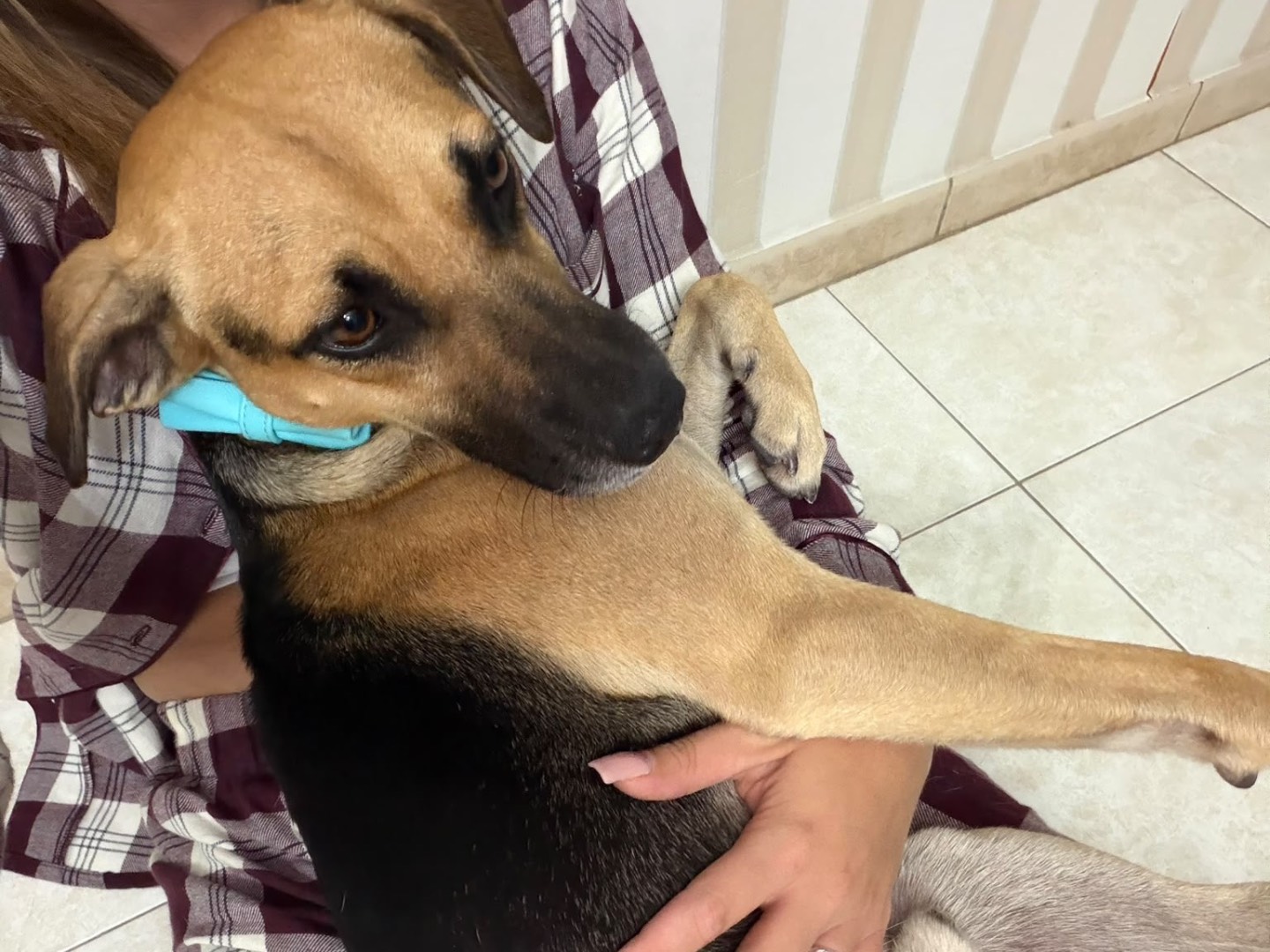 Adozione cane, maschio, Razza sconosciuta Razza sconosciuta, 2 anni, taglia media contenuta, Napoli