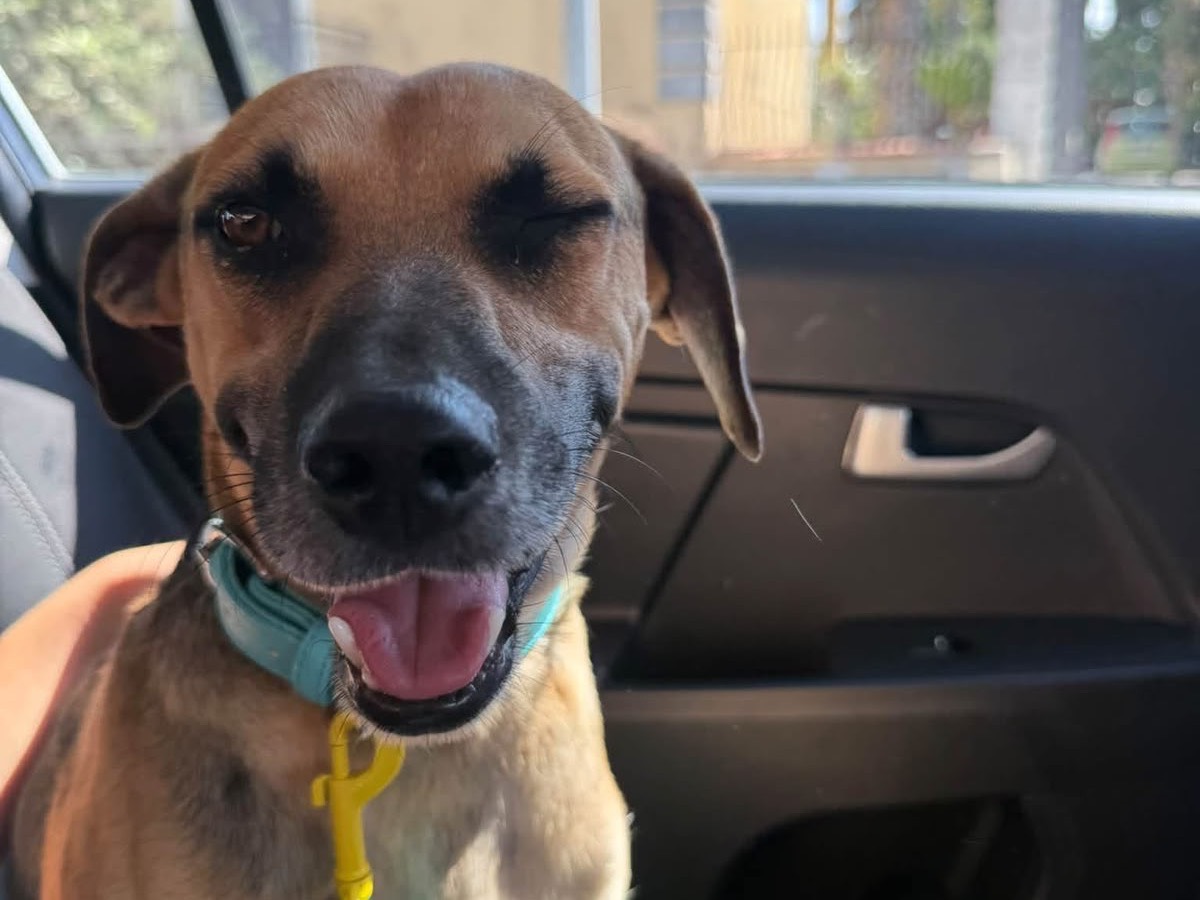 Adotta un cane, taglia media contenuta, maschio, Napoli