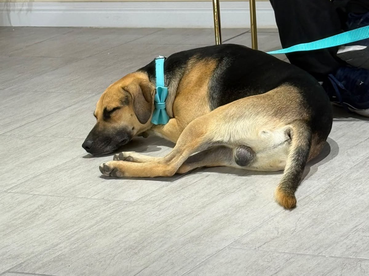 Vuoi adottare un cane a Napoli?