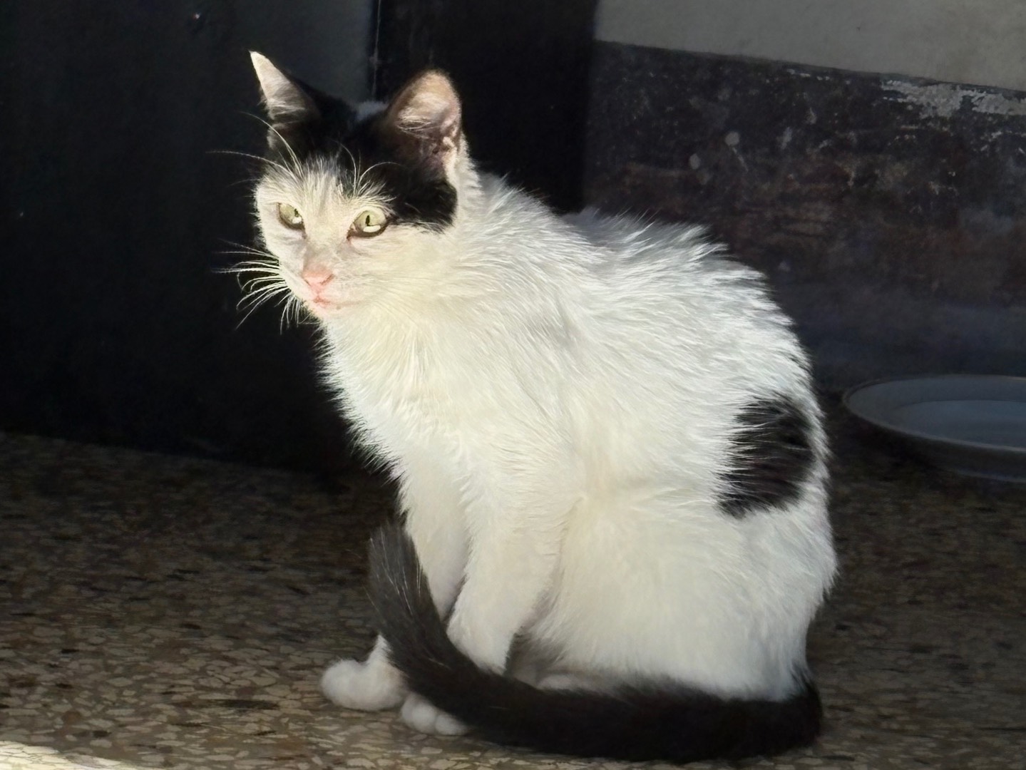 Adotta un gatto, femmina, 8 mesi, Siracusa