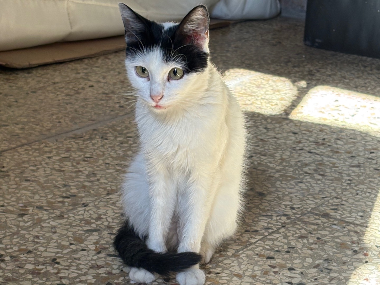 Adotta un gatto, taglia non valida, femmina, Siracusa