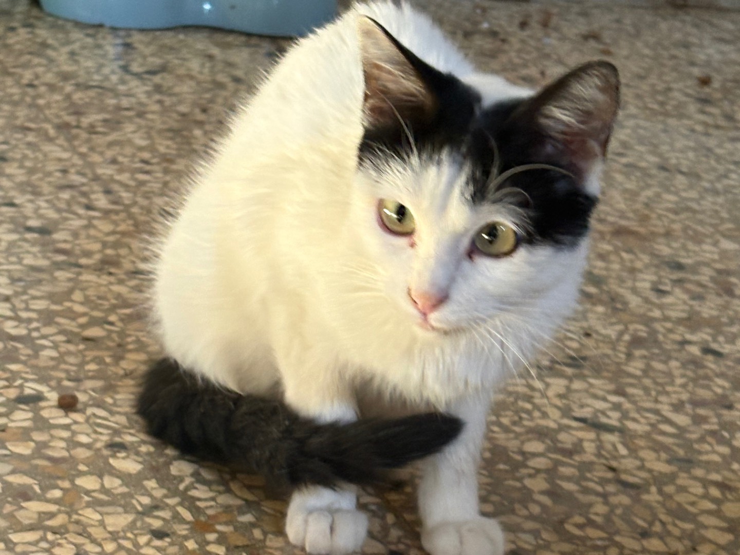Vuoi adottare un gatto a Siracusa?