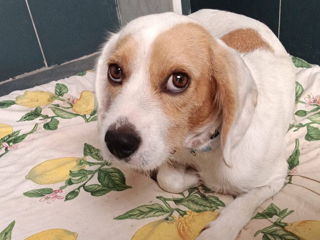 Adozione cane, maschio, Beagle  Razza sconosciuta, 6 mesi, taglia piccola, Siracusa