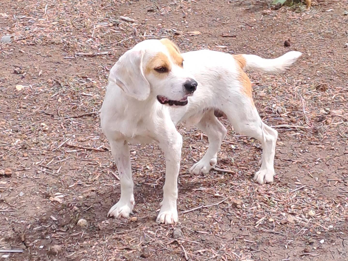 Adotta un cane, maschio, 6 mesi, Siracusa
