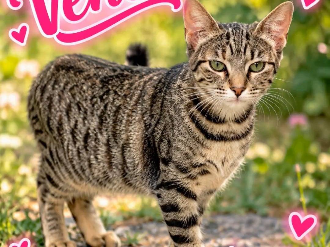 Adotta un gatto, femmina, 6 mesi, Chieti