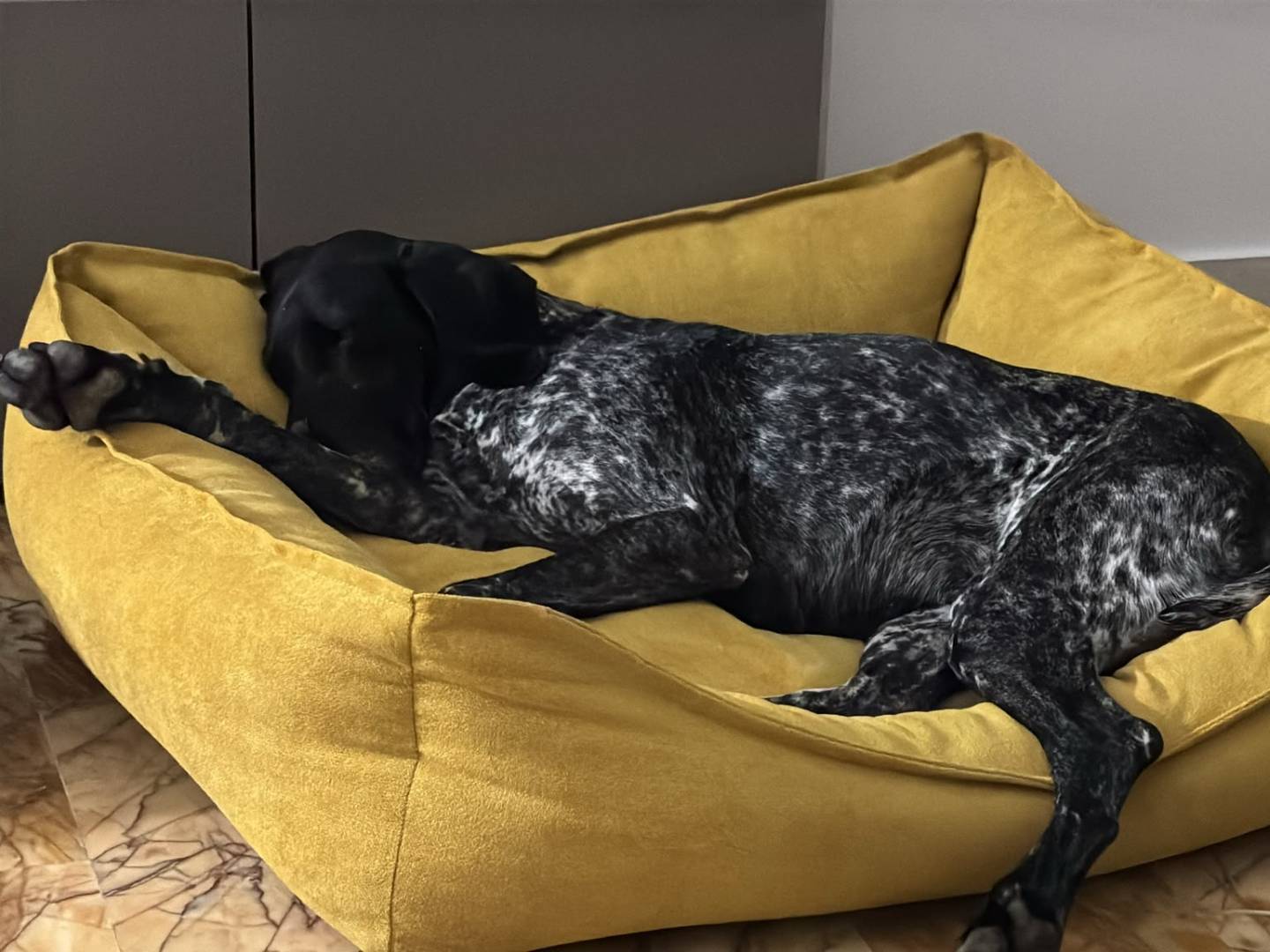 Adozione cane, femmina, Bracco Razza sconosciuta, 3 anni e 3 mesi, taglia grande, Pisa