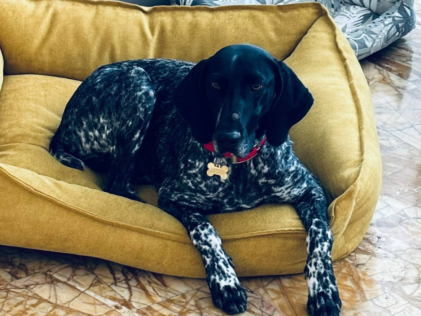 Adotta un cane, femmina, 3 anni e 3 mesi, Pisa