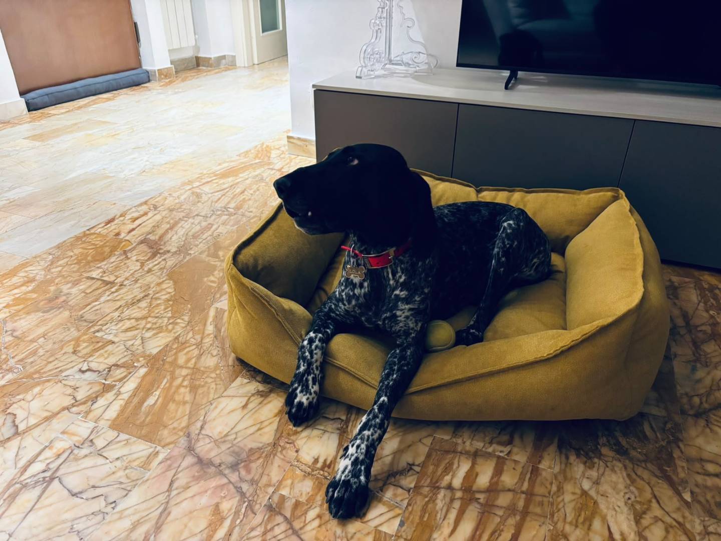 Adotta un cane, taglia grande, femmina, Pisa