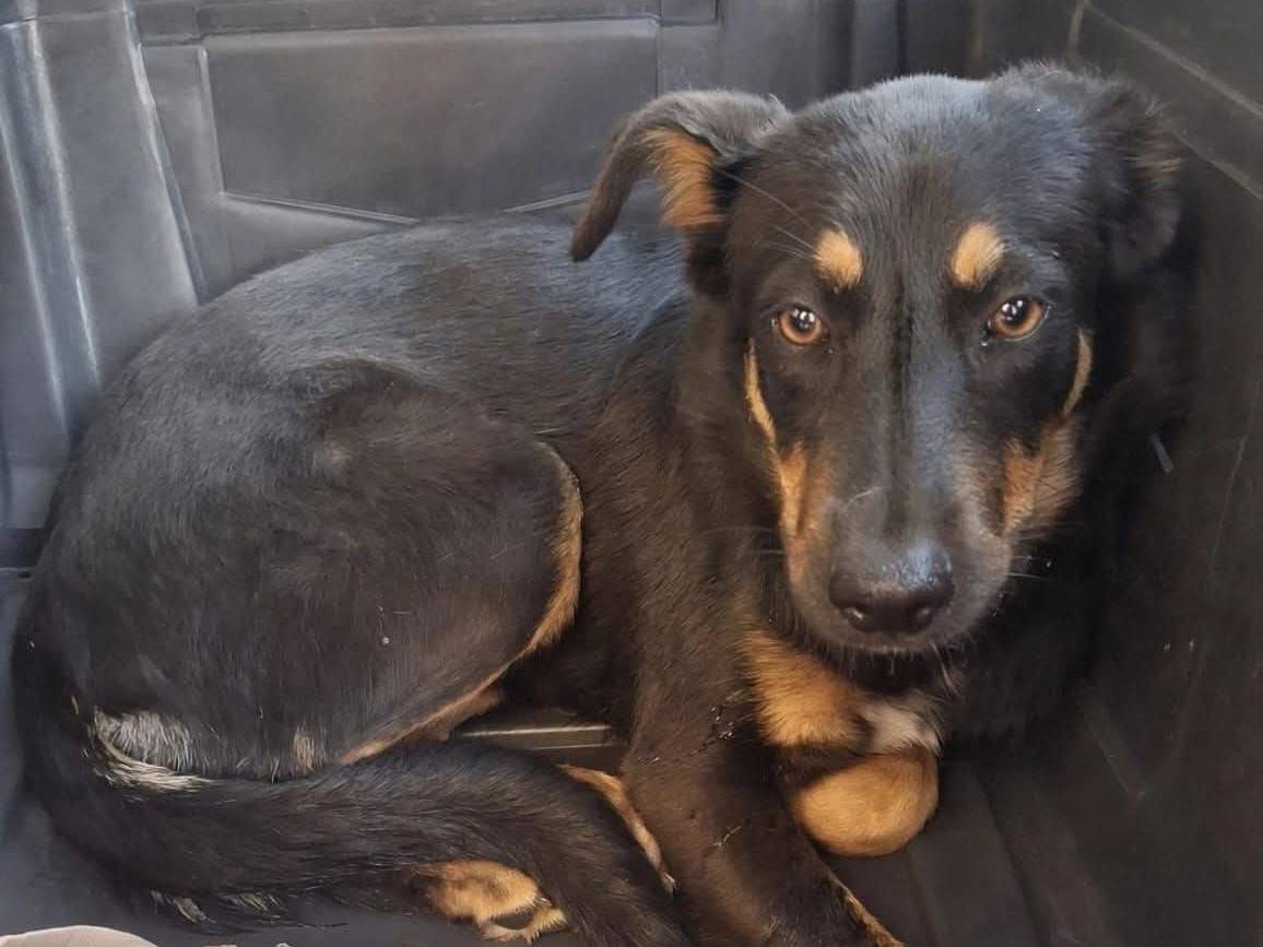 Adozione cane, femmina, Razza sconosciuta Razza sconosciuta, 6 mesi, taglia piccola, Cosenza