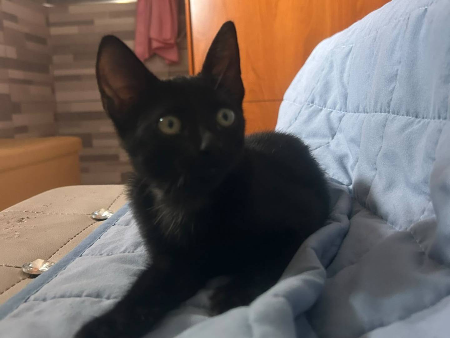 Adotta un gatto, femmina, 2 mesi, Siracusa