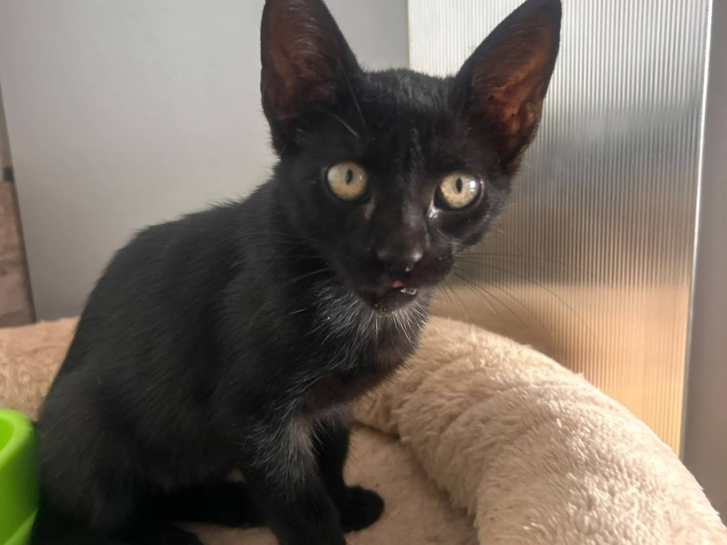Adozione gatto, femmina, Razza sconosciuta Razza sconosciuta, 2 mesi, taglia non valida, Siracusa