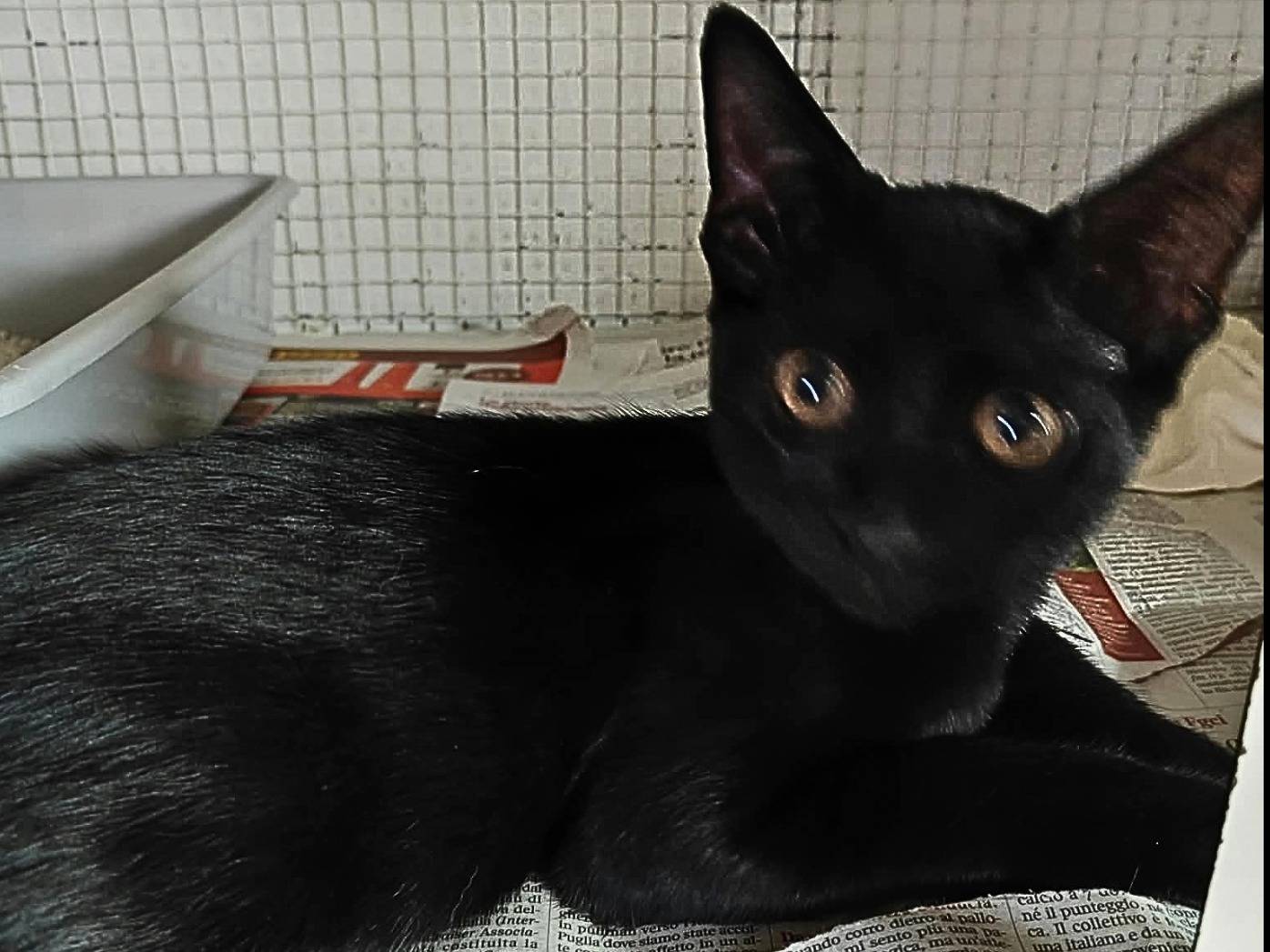 Adozione gatto, maschio, Razza sconosciuta Razza sconosciuta, 3 mesi, taglia non valida, Milano
