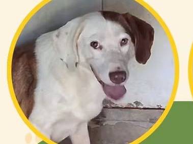 Adozione cane, femmina, Razza sconosciuta Razza sconosciuta, 3 anni, taglia media, Vibo