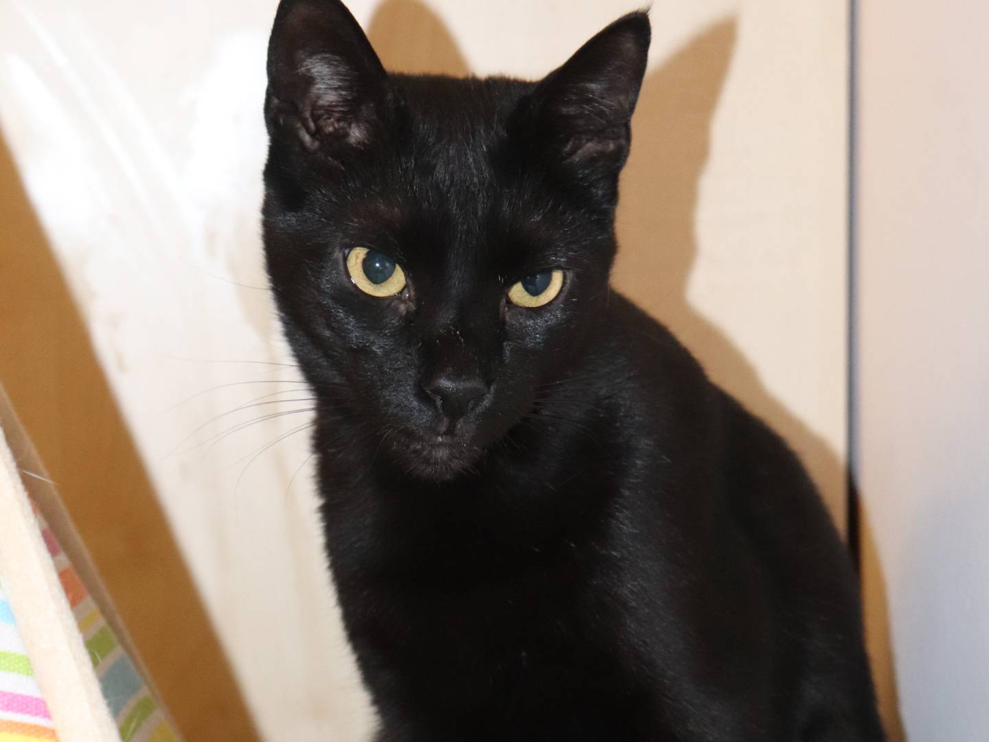 Adotta un gatto, maschio, 5 anni e 3 mesi, Milano