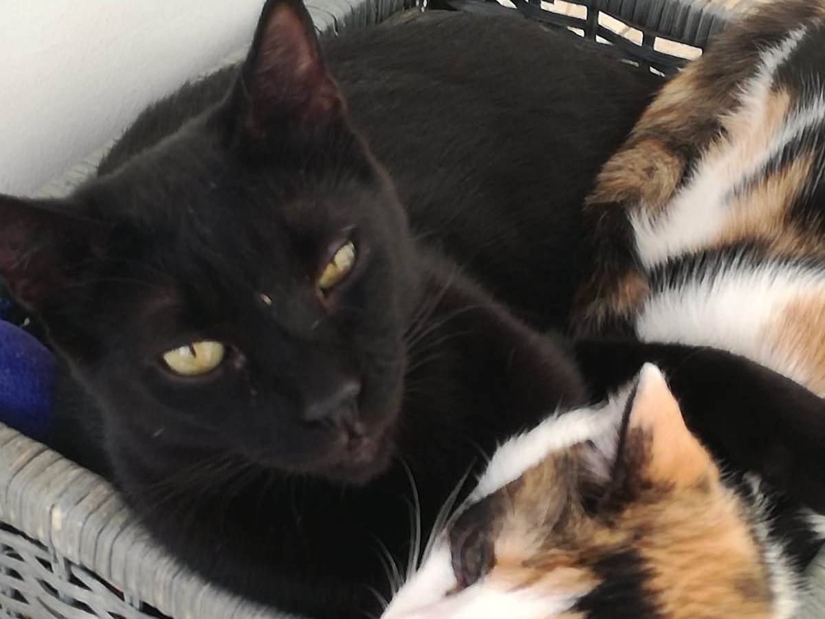 Adotta un gatto, taglia non valida, maschio, Milano