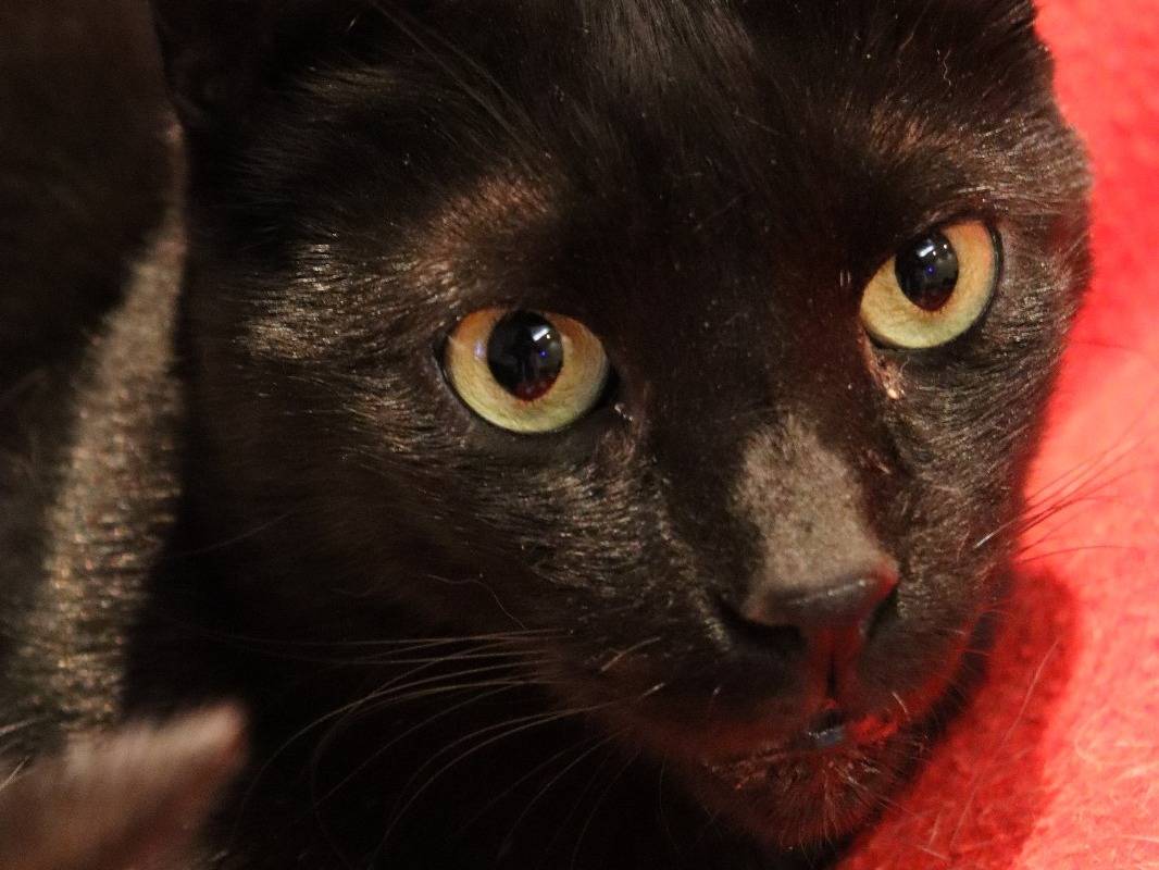 Vuoi adottare un gatto a Milano?