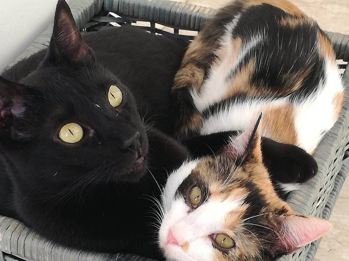 Adotta il gatto Geii Panterone a Milano