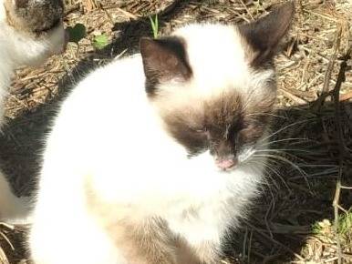 Adotta un gatto, taglia non valida, maschio, Genova