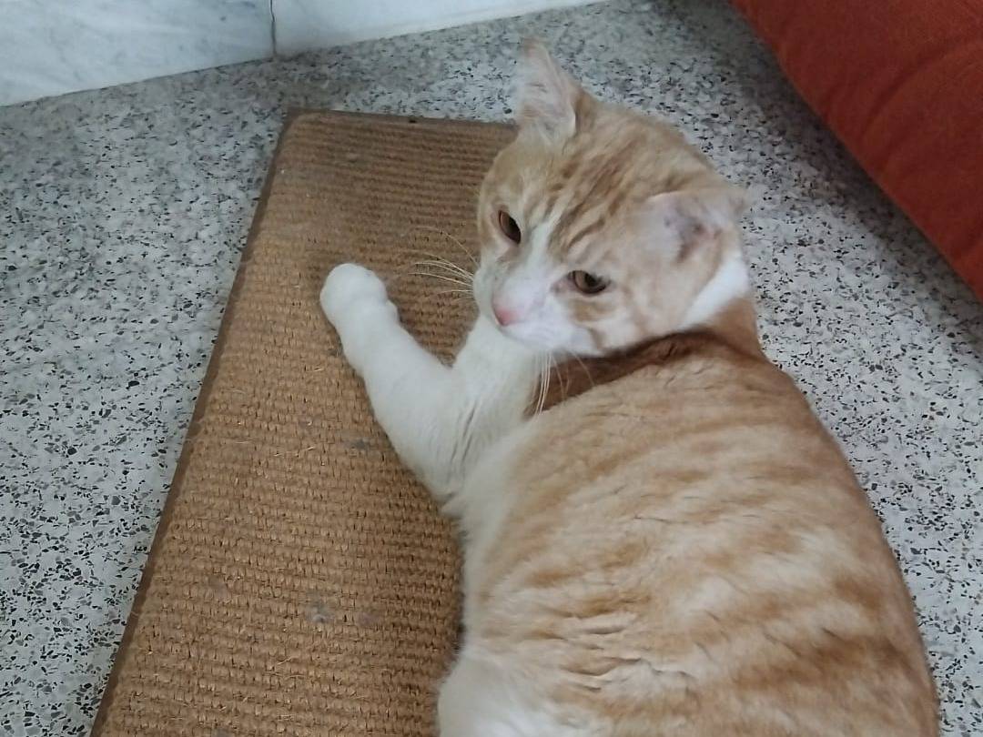 Adotta un gatto, taglia non valida, maschio, Varese