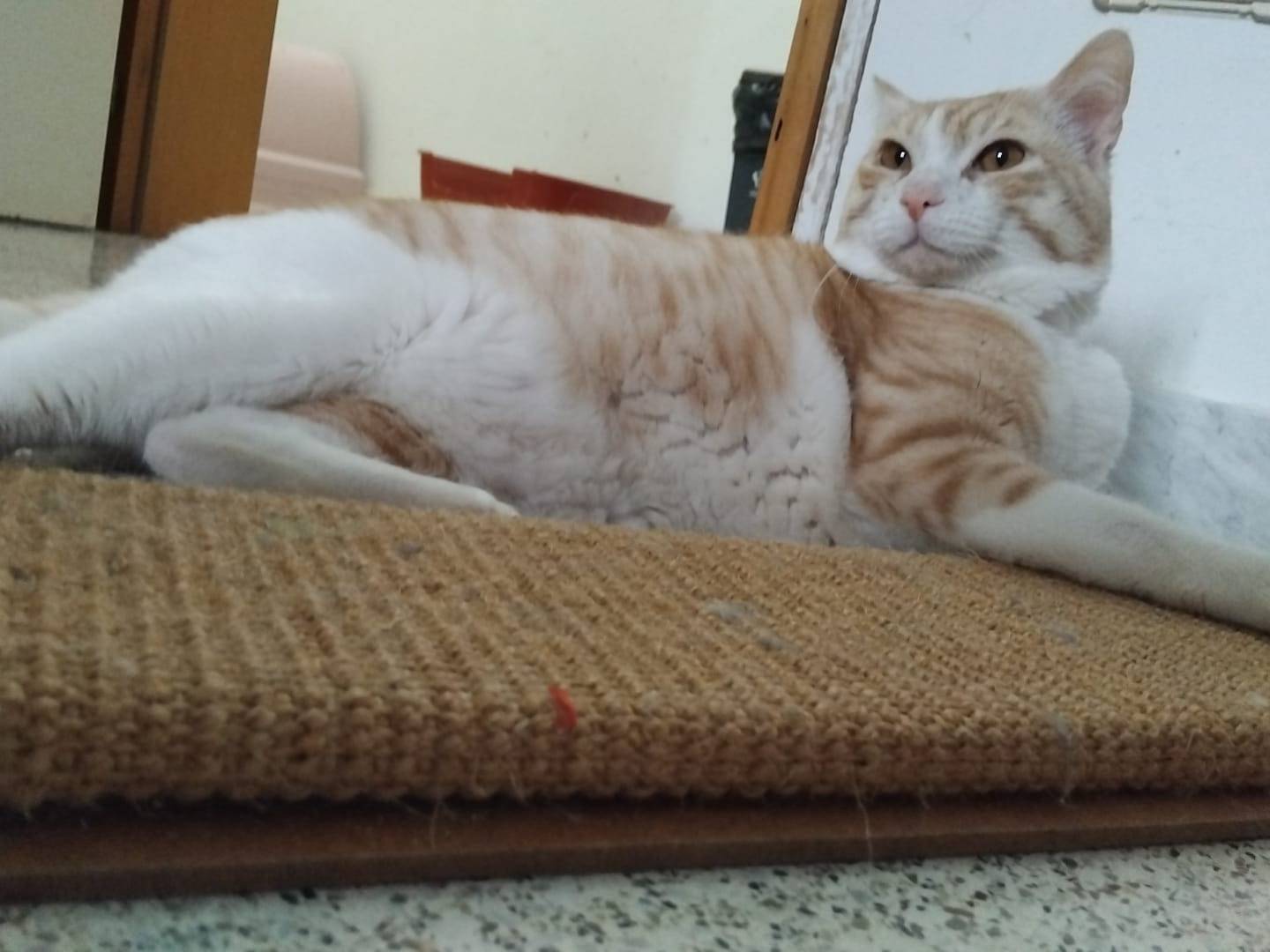 Vuoi adottare un gatto a Varese?