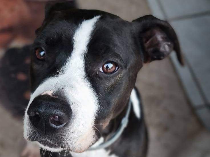 Adozione cane, maschio, Razza sconosciuta Razza sconosciuta, 7 anni e 4 mesi, taglia media, Brescia
