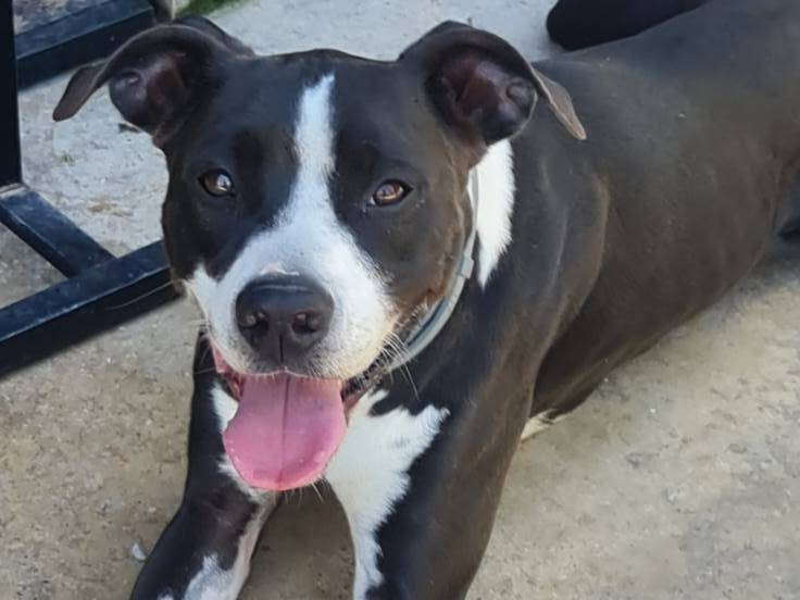 Adotta un cane, maschio, 7 anni e 4 mesi, Brescia