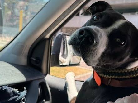 Adotta un cane, taglia media, maschio, Brescia