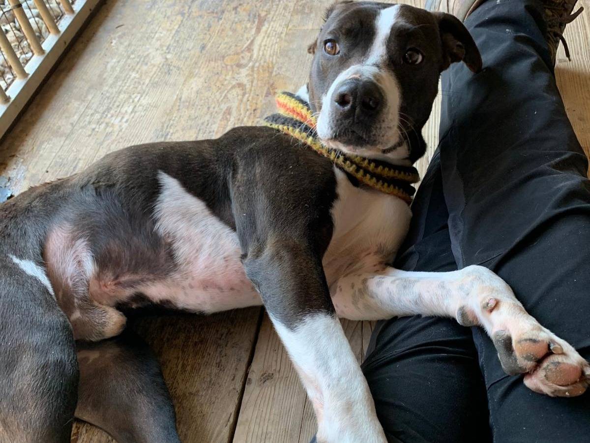 Adotta il cane SNOOP a Brescia