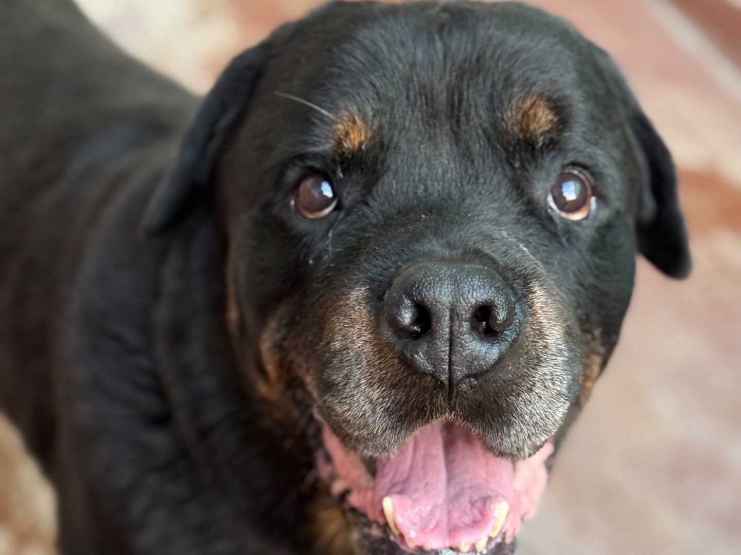 Adozione cane, maschio, Rottweiler Razza sconosciuta, 8 anni e 4 mesi, taglia gigante, Milano