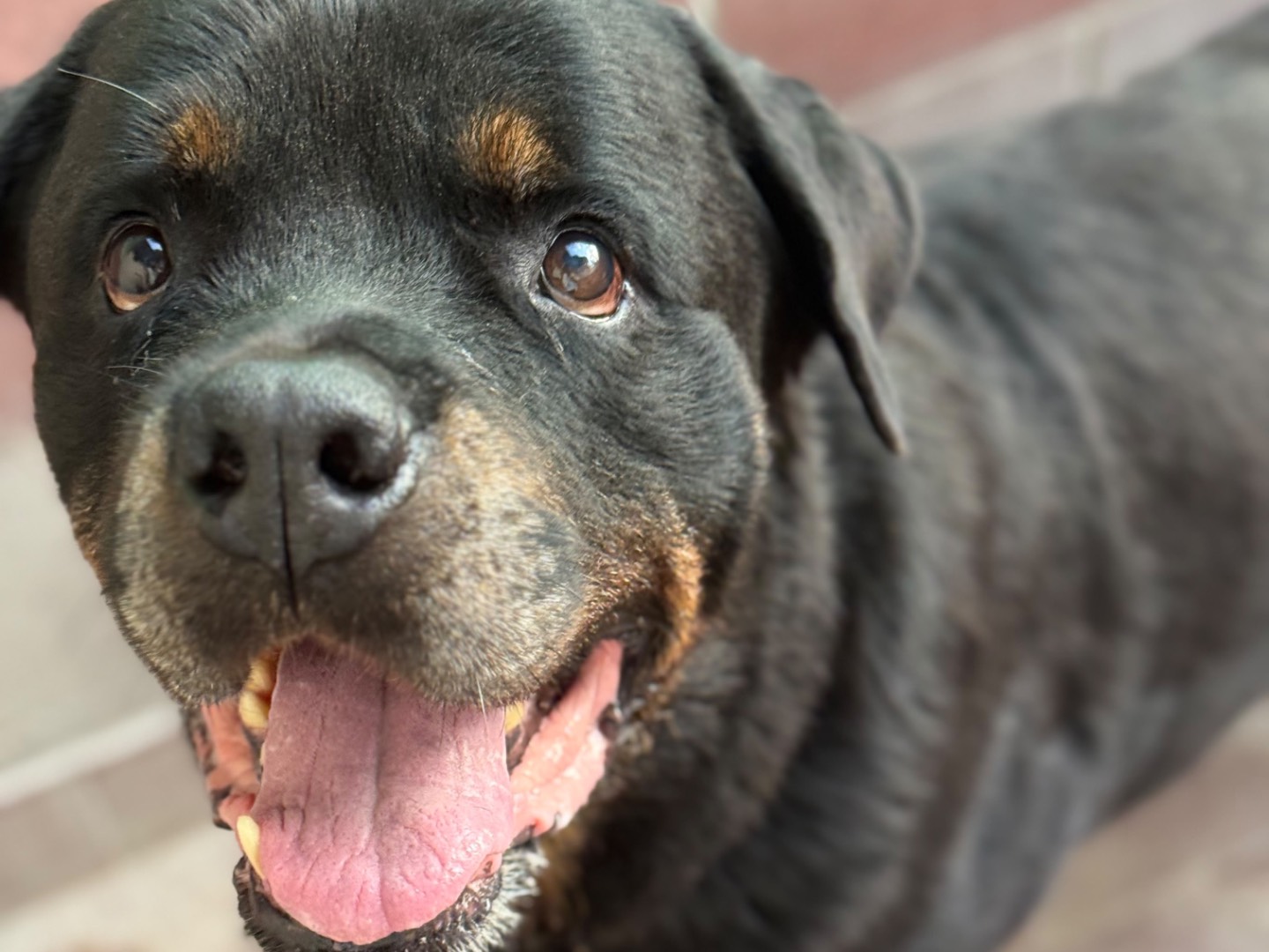 Adotta un cane, maschio, 8 anni e 4 mesi, Milano
