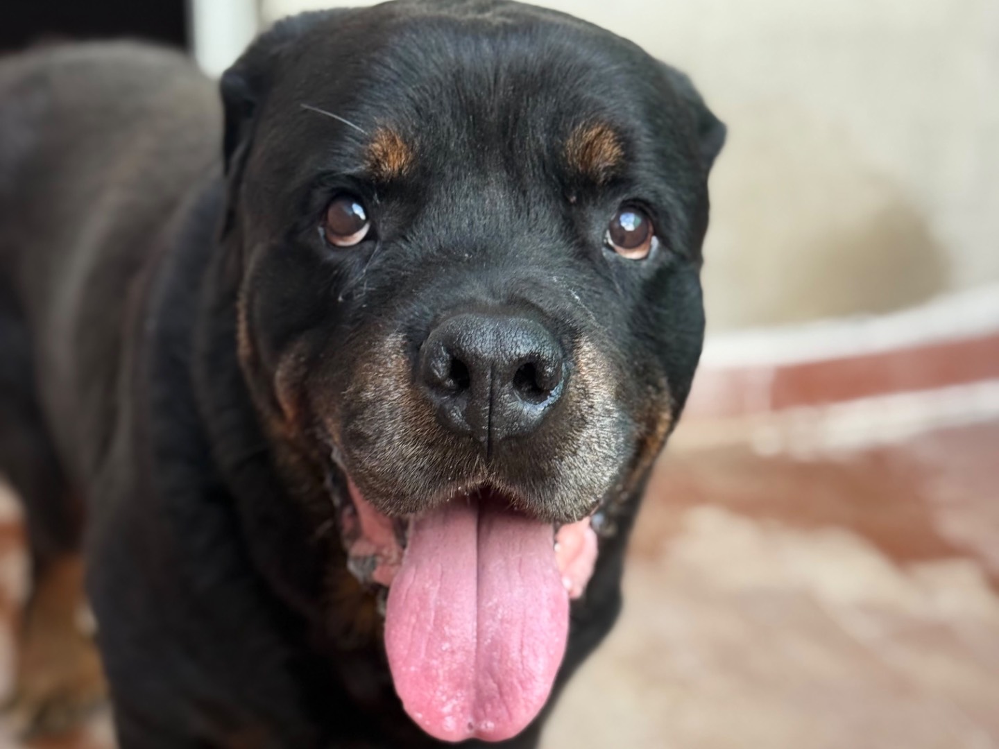 Adotta un cane, taglia gigante, maschio, Milano