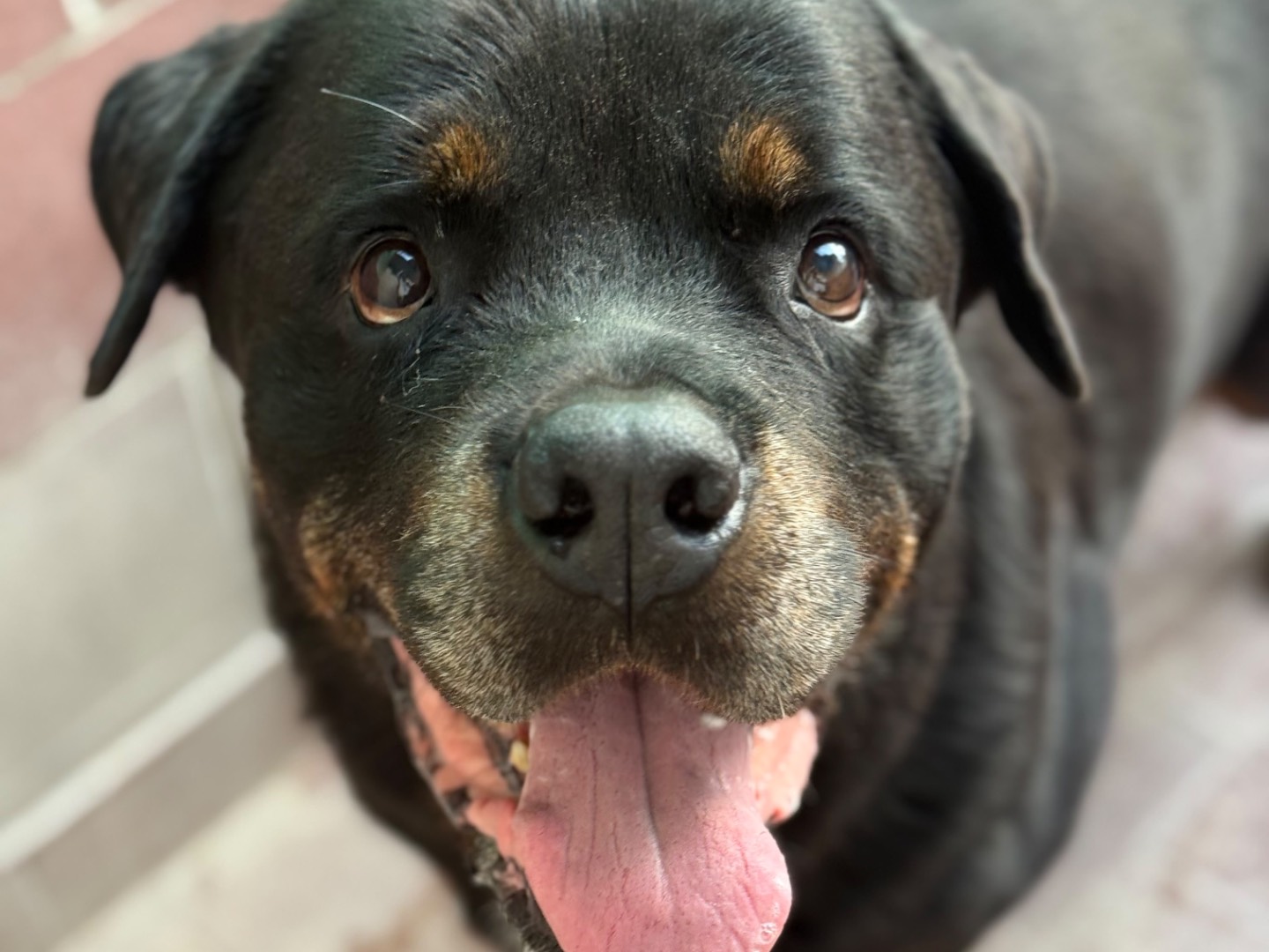 Vuoi adottare un cane a Milano?