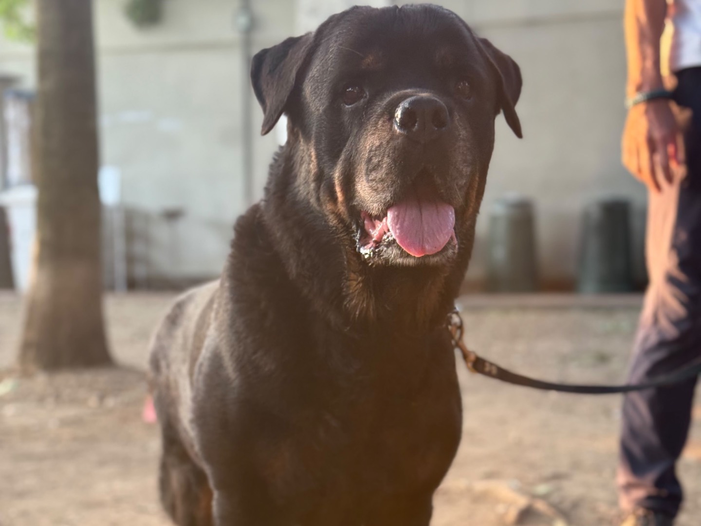 Adotta il cane Sam  a Milano