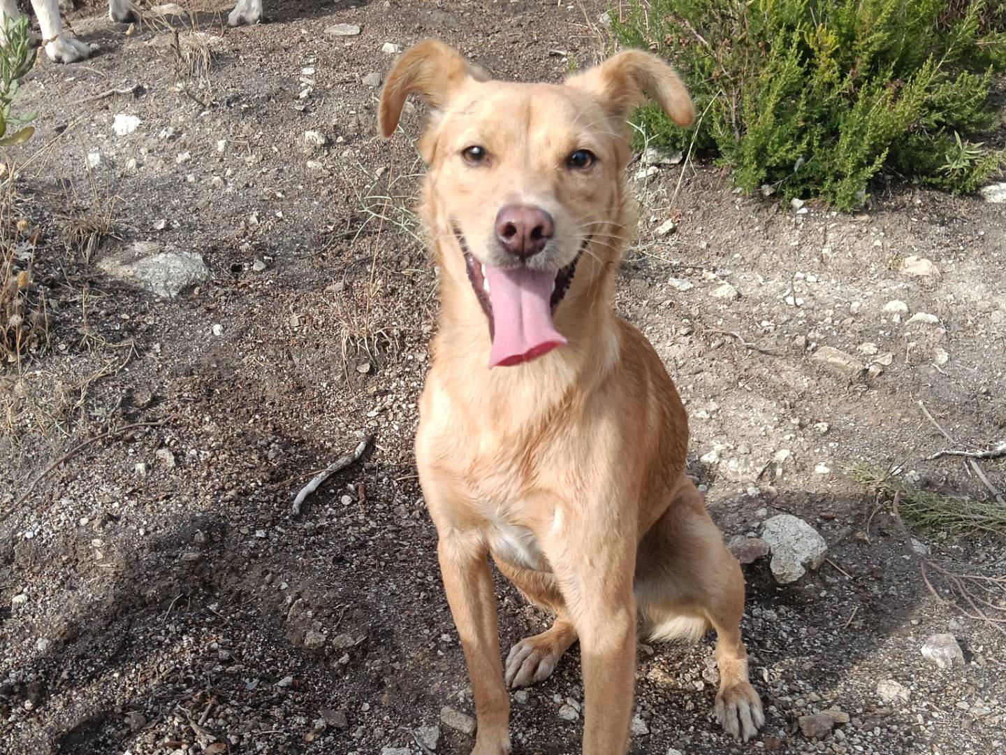 Adozione cane, maschio, Razza sconosciuta Razza sconosciuta, 9 mesi, taglia piccola, Catanzaro