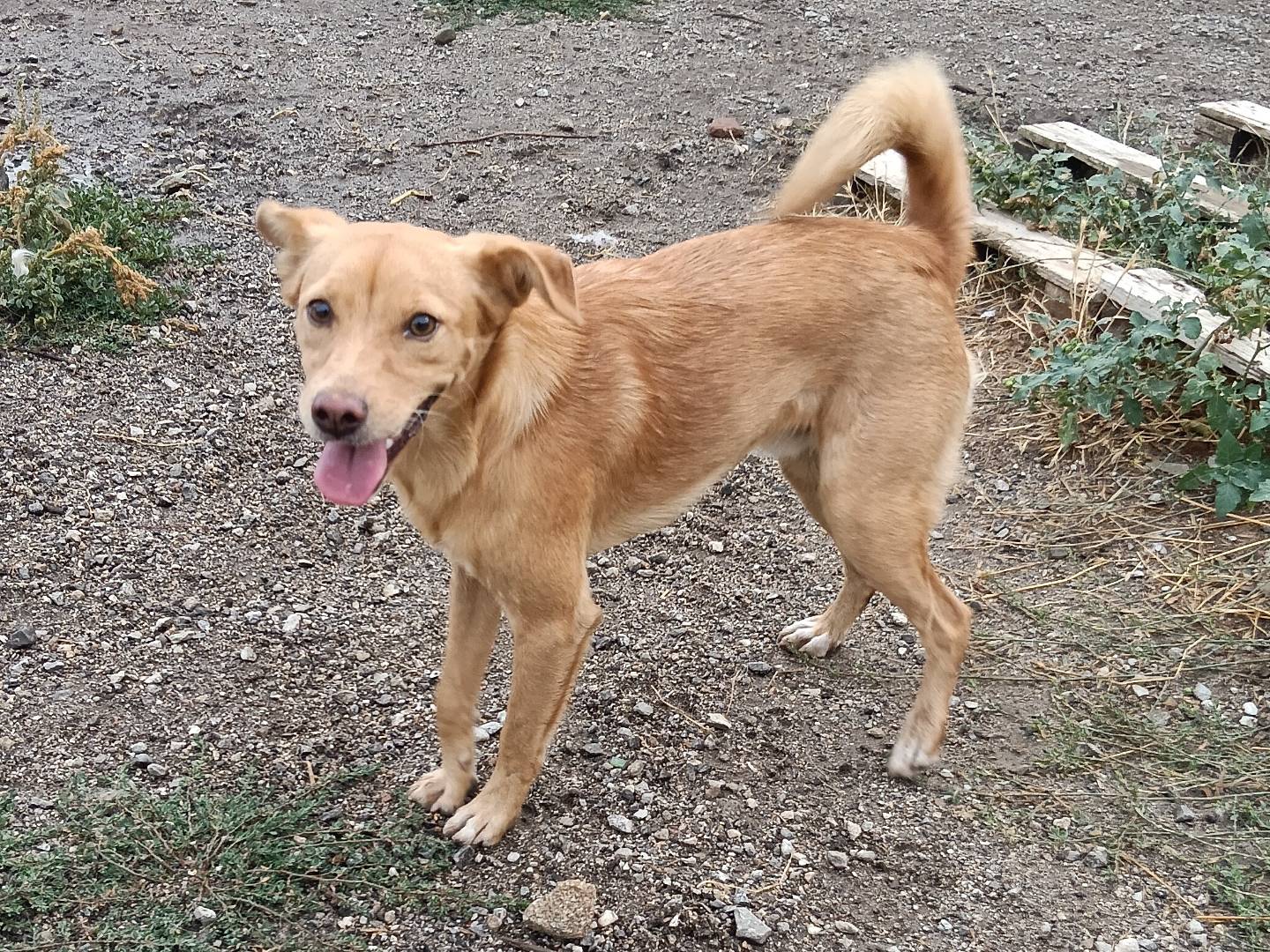 Adotta un cane, maschio, 9 mesi, Catanzaro