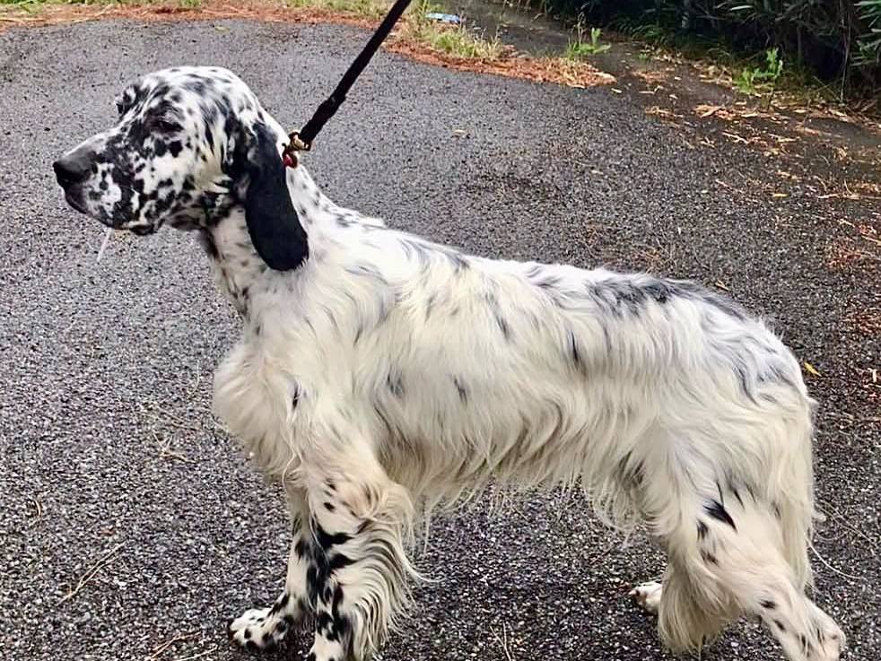 Adozione cane, maschio, Setter Inglese Razza sconosciuta, 7 anni e 6 mesi, taglia media, Catanzaro