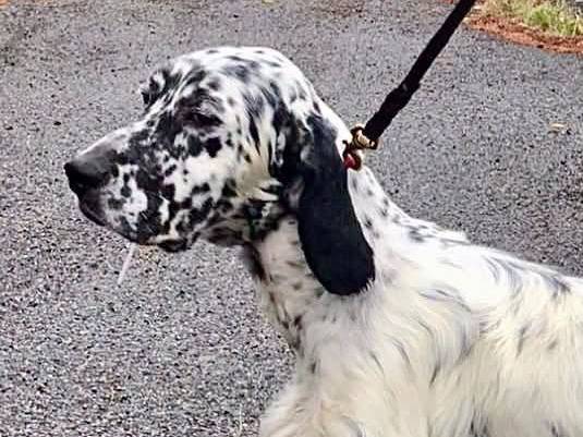 Adotta un cane, maschio, 7 anni e 6 mesi, Catanzaro