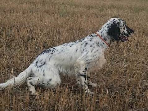 Adotta un cane, taglia media, maschio, Catanzaro