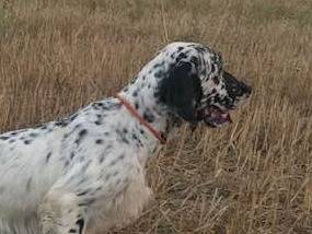 Vuoi adottare un cane a Catanzaro?