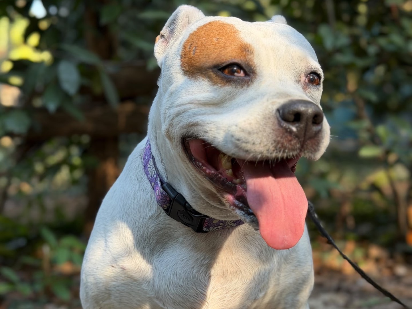 Adozione cane, femmina, Razza sconosciuta Razza sconosciuta, 8 anni e 10 mesi, taglia media, Milano