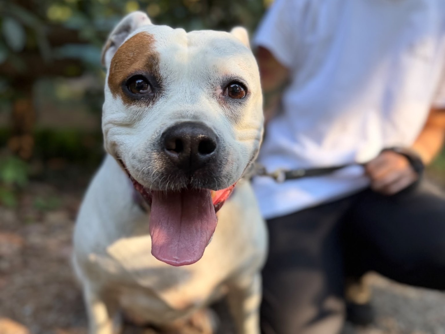 Adotta un cane, femmina, 8 anni e 10 mesi, Milano