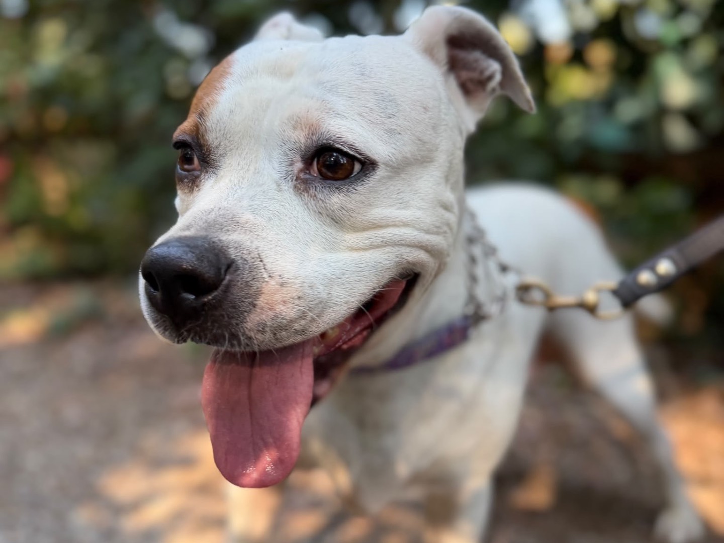 Adotta un cane, taglia media, femmina, Milano