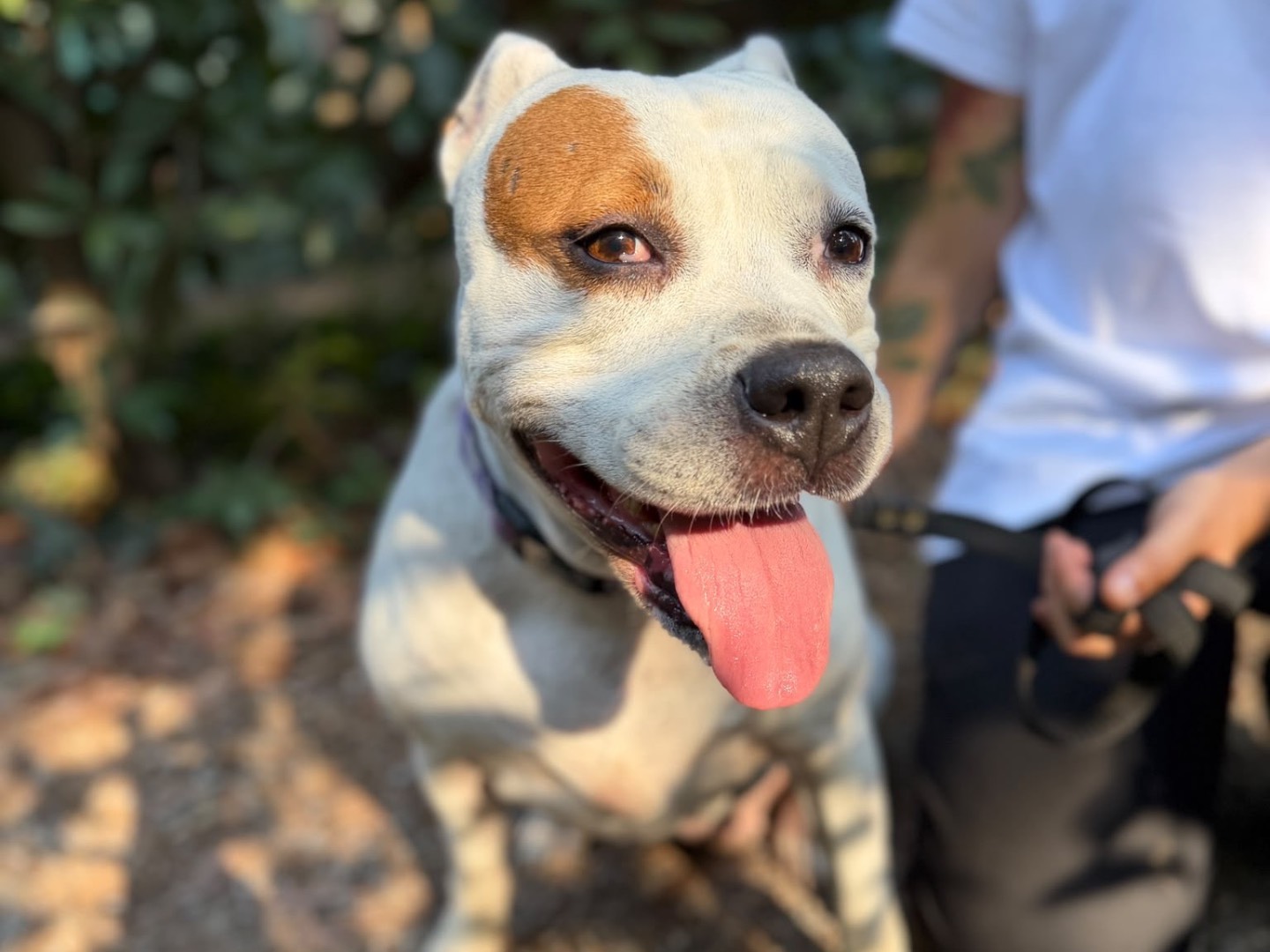 Vuoi adottare un cane a Milano?