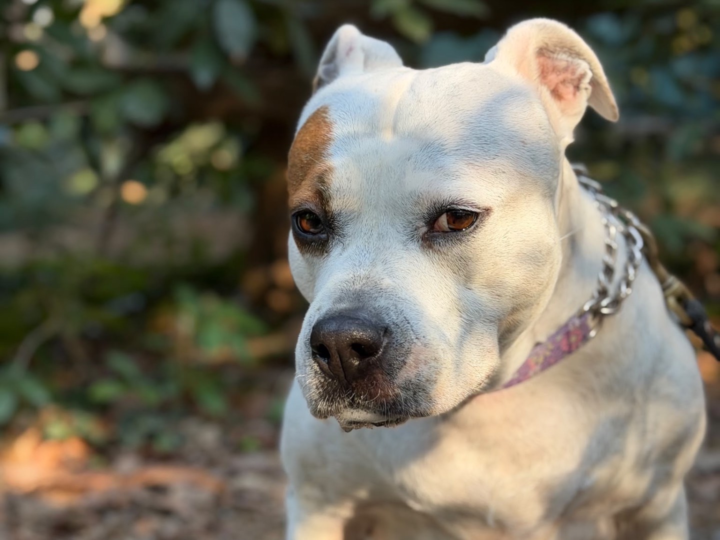 Adotta il cane Kira a Milano