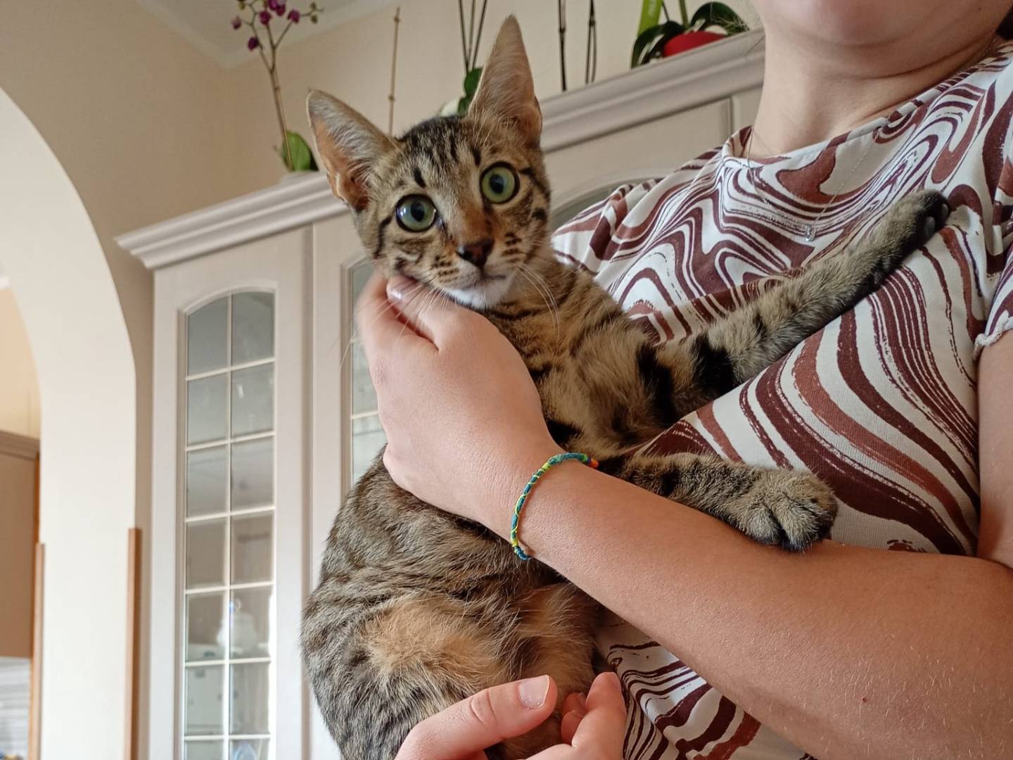 Adozione gatto, maschio, Razza sconosciuta Razza sconosciuta, 5 mesi, taglia non valida, Alessandria